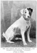 The dog which did all the mischief -
Mr. Julian's fox-terrier 'Blackie'