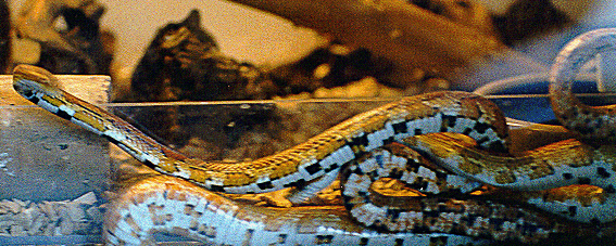 Snake porn